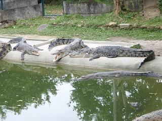 Anaconda hp 057